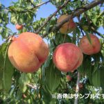 まめ　紅清水白桃 dc4b476da3c88d424d6fb03f6f7a97
