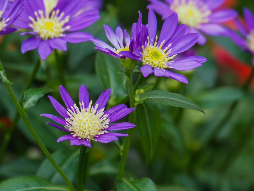 ミヤコワスレ 都忘れ ４種セット 3号ポット 28 ケース販売 Nae Ya Herbal Tree Shop ハーバルツリーショップ なえやnae Ya Herbal Tree Shop ハーバルツリーショップ なえや