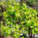 ブドウ（葡萄）：ヤマブドウ（山ぶどう/山葡萄）オス木（接木苗