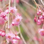 サクラ（桜）：八重紅しだれ桜/八重紅枝垂れ桜（ヤエベニシダレザクラ