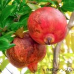 4a207247c0486a8981778505e1c8c7