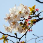 さくら 二季咲き系 大阪冬桜 苗 販売 苗木部 By 花ひろばオンライン