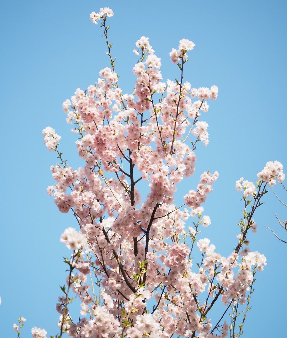 サクラ 桜 江戸彼岸桜 エドヒガンザクラ Nae Ya Herbal Tree Shop ハーバルツリーショップ なえや