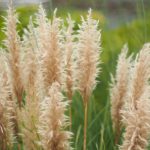 Fluffy　パンパスグラス Fluffy パンパスグラス Fluffy パンパスグラス Amazon.co.jp