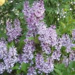 姫ライラック：矮性ライラック ミスキム | nae-ya｜herbal tree shop