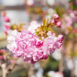 サクラ（桜）：紅華桜（コウカサクラ） | nae-ya｜herbal tree shop