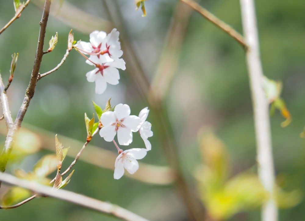 サクラ 桜 越の彼岸桜 コシノヒガンザクラ Nae Ya Herbal Tree Shop ハーバルツリーショップ なえやnae Ya Herbal Tree Shop ハーバルツリーショップ なえや