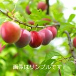 スモモ（李）/プラム：サンタローザ | nae-ya｜herbal tree shop