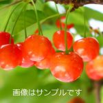 桜桃　8月① サクランボとは｜育て方がわかる植物図鑑｜みんなの趣味の園芸