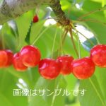 桜桃　12月② 桜桃 5月 ① さくらんぼ（桜桃・おうとう） | 日本カーバイド工業株式