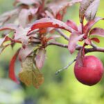 スモモ（李）/プラム：紅スモモ | nae-ya｜herbal tree shop