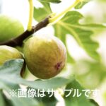 イチジク】『ドリーミースイート』6号鉢 | 園芸農家イシヅキ