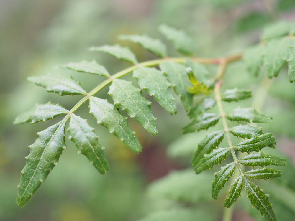 サンショウ（山椒）：葉山椒 | nae-ya｜herbal tree shop ｜ハーバル