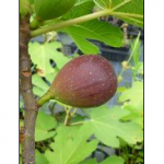 d2017ba5ec19b8a76925dd46fb78b8