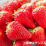 イチゴ（苺）：レッドパール【産地直送・ケース販売】 | nae-ya