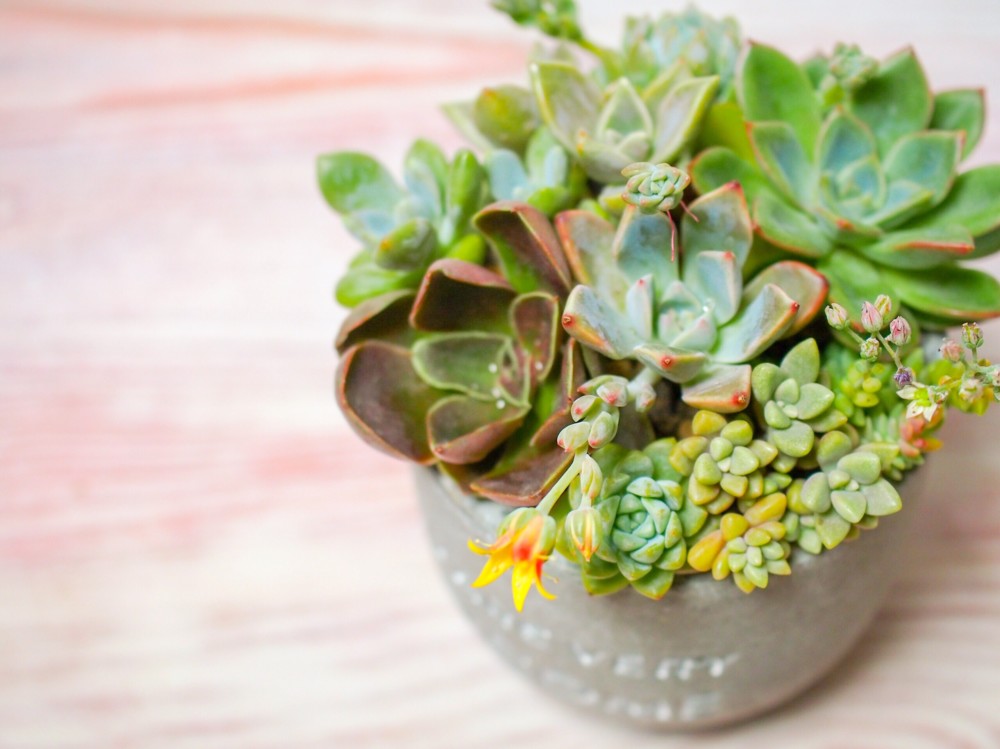 ෆ˚*感謝セールෆ˚* ドライアイス 1苗 抜き苗 寄せ植え 多肉植物 ෆ˚*感謝セールෆ˚* ドライアイス 1苗 抜き苗 寄せ植え