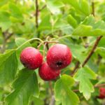 サンザシ 山査子 北京 Nae Ya Herbal Tree Shop ハーバルツリーショップ なえやnae Ya Herbal Tree Shop ハーバルツリーショップ なえや