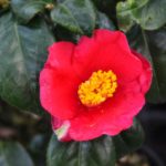 b3cd15caade5b56ec31a947709cc4d