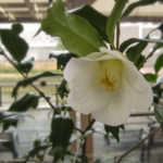 ツバキ（椿）：金魚葉椿 白花 | nae-ya｜herbal tree shop ｜ハーバル