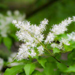 31325e46ecbc87fcc00e913b4845de