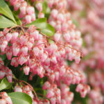 アセビ（馬酔木）：アセビ（赤花） | nae-ya｜herbal tree shop